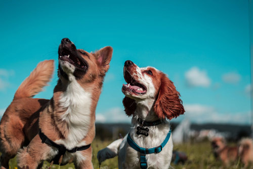 dog friendly parks in Sydney Northern Beaches