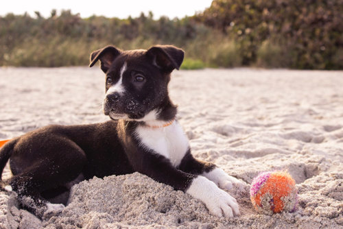 dog friendly parks on Sydney's northern beaches