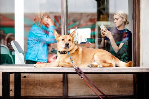 dog friendly cafes and restaurants Northern Beaches