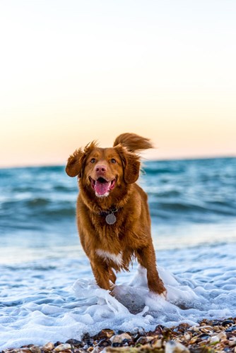 best dog friendly beaches in Sydney