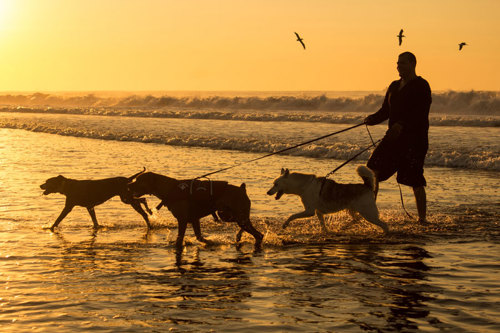 Northern Beaches is a very dog friendly part of Sydney